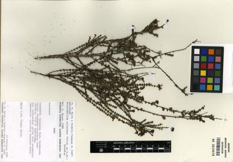 Arcytophyllum ericoides photo 5