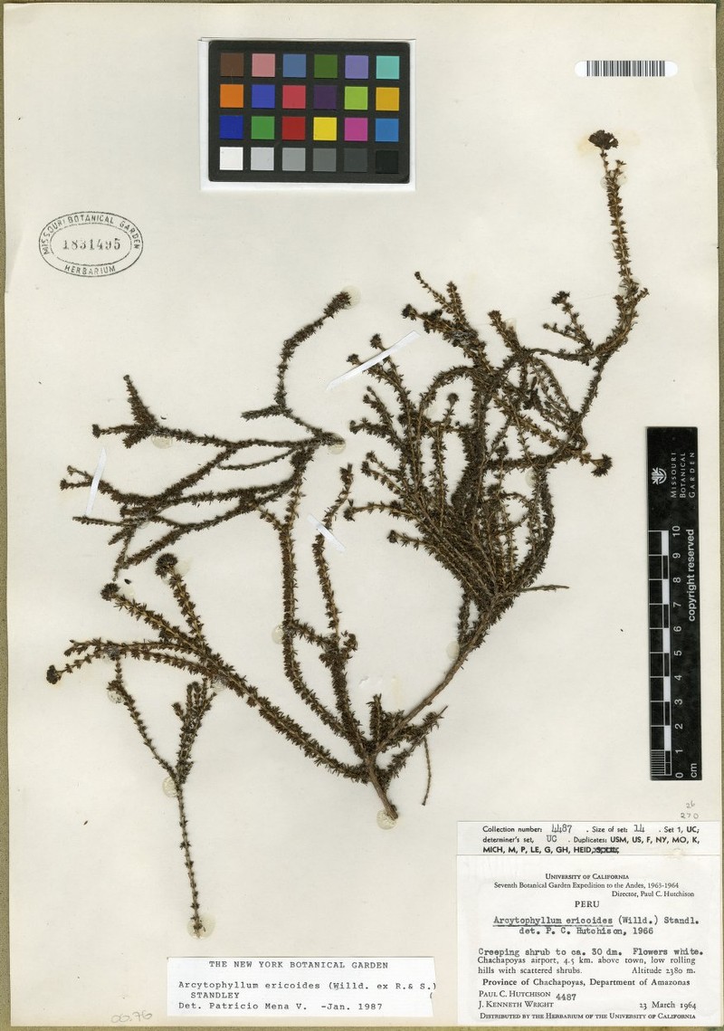 Arcytophyllum ericoides photo 6