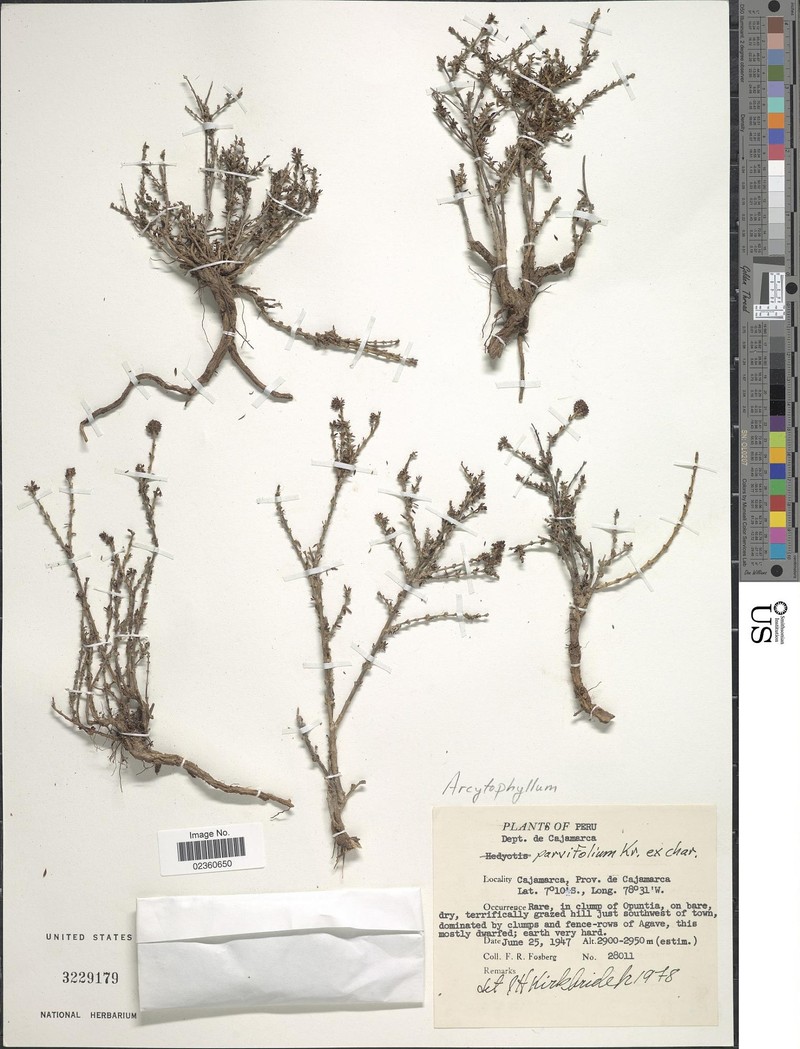 Arcytophyllum ericoides photo 7