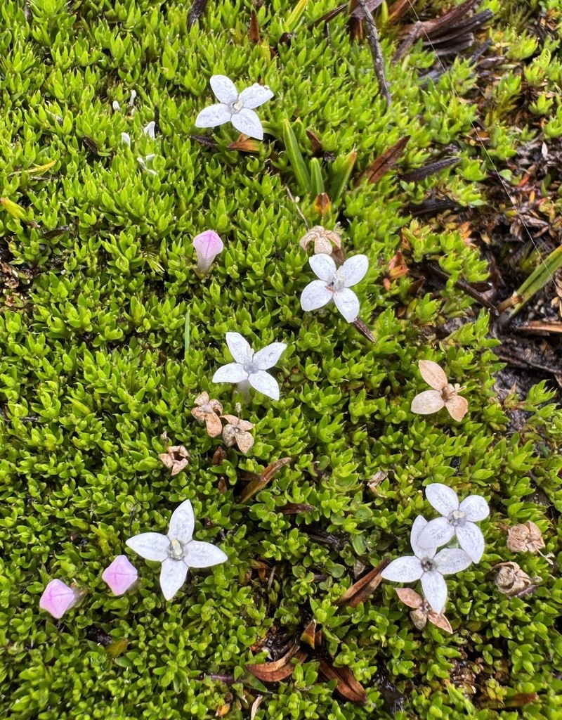 Arcytophyllum filiforme