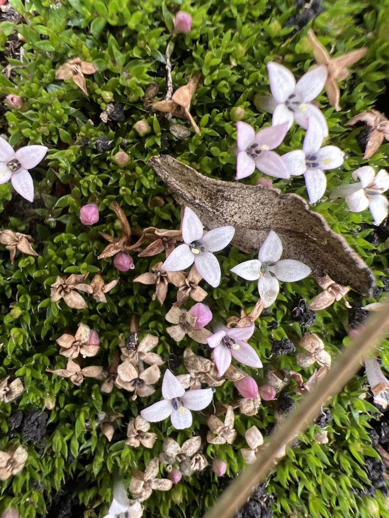Arcytophyllum filiforme photo 2