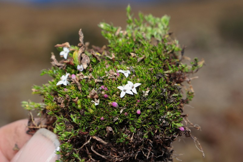 Arcytophyllum filiforme photo 3