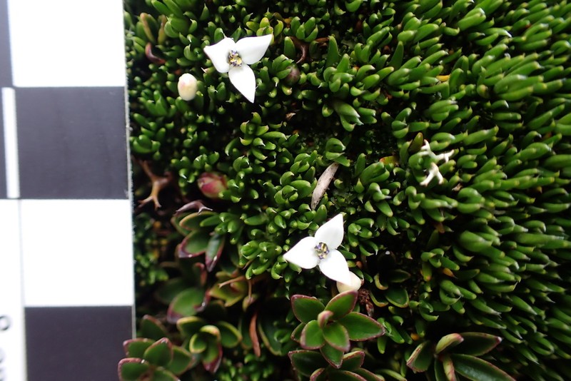 Arcytophyllum filiforme photo 4