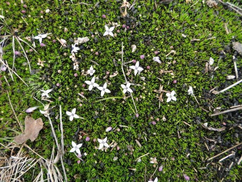 Arcytophyllum filiforme photo 5