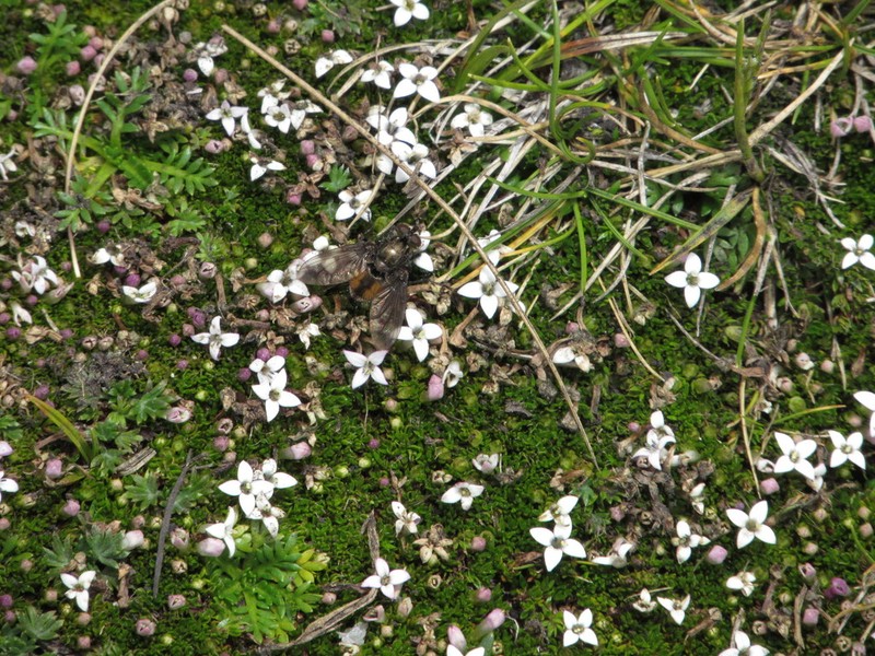 Arcytophyllum filiforme photo 6