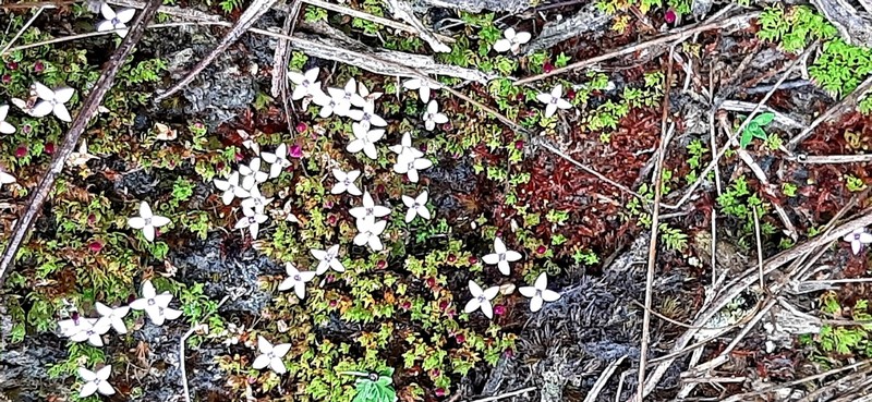 Arcytophyllum filiforme photo 7