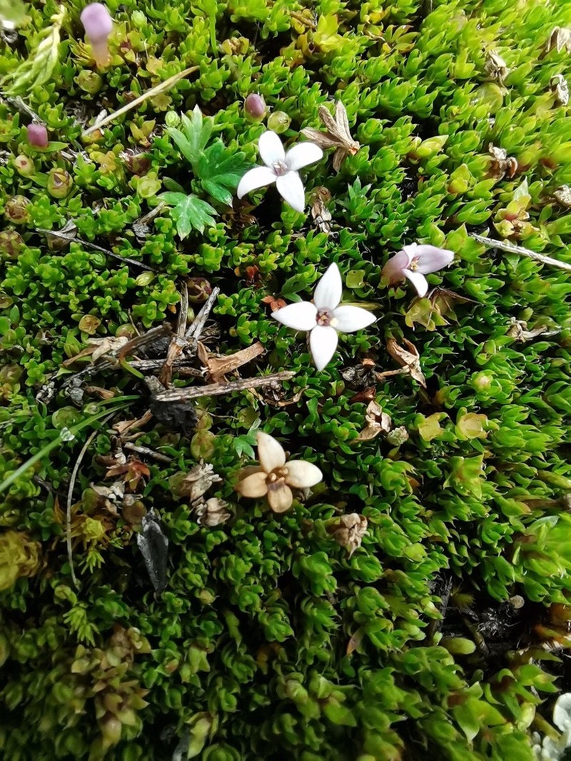 Arcytophyllum filiforme photo 8