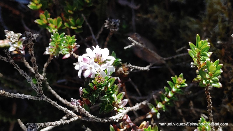 Arcytophyllum lavarum