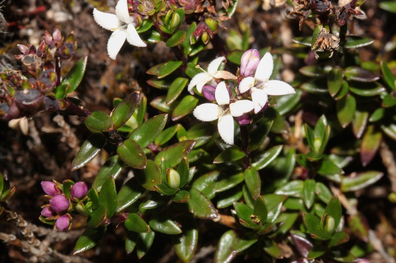 Arcytophyllum lavarum photo 2