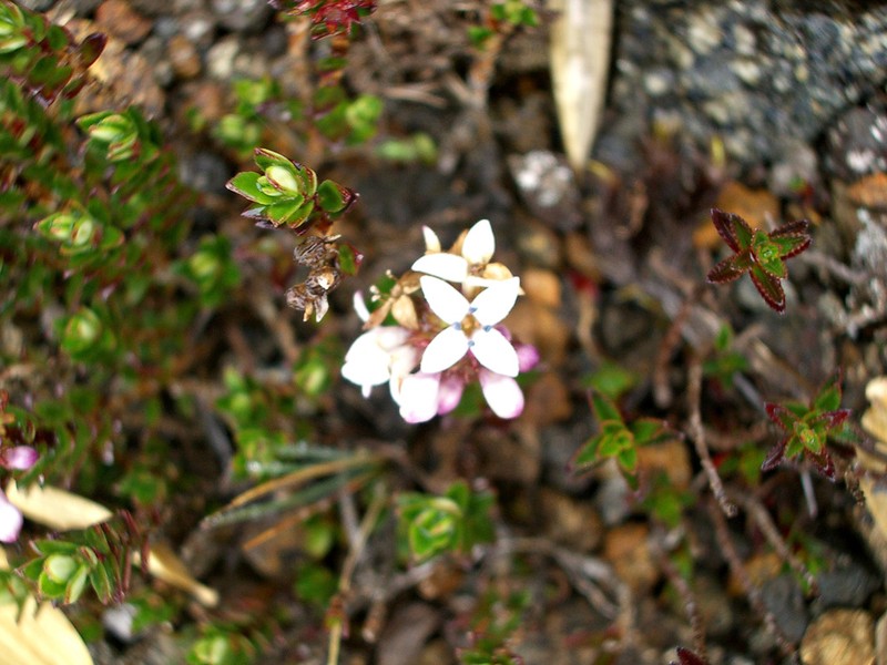 Arcytophyllum lavarum photo 3