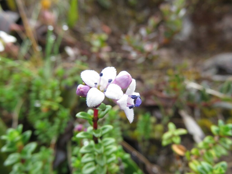 Arcytophyllum lavarum photo 4