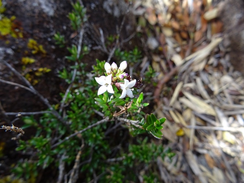 Arcytophyllum lavarum photo 5