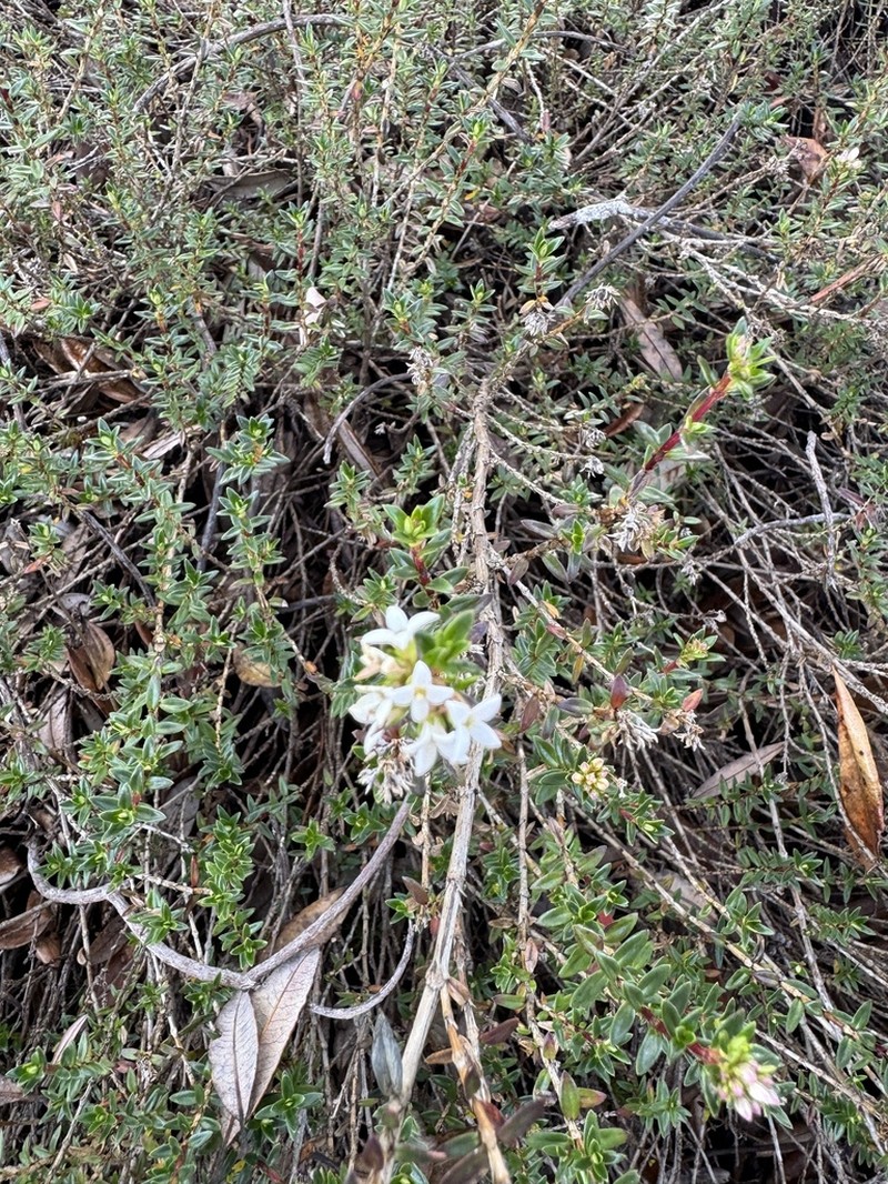Arcytophyllum lavarum photo 6