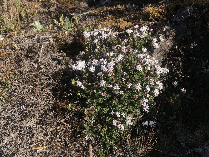 Arcytophyllum lavarum photo 7