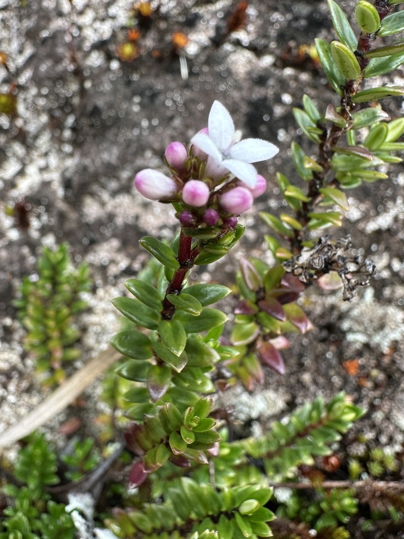 Arcytophyllum lavarum photo 8