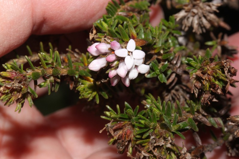 Arcytophyllum macbridei