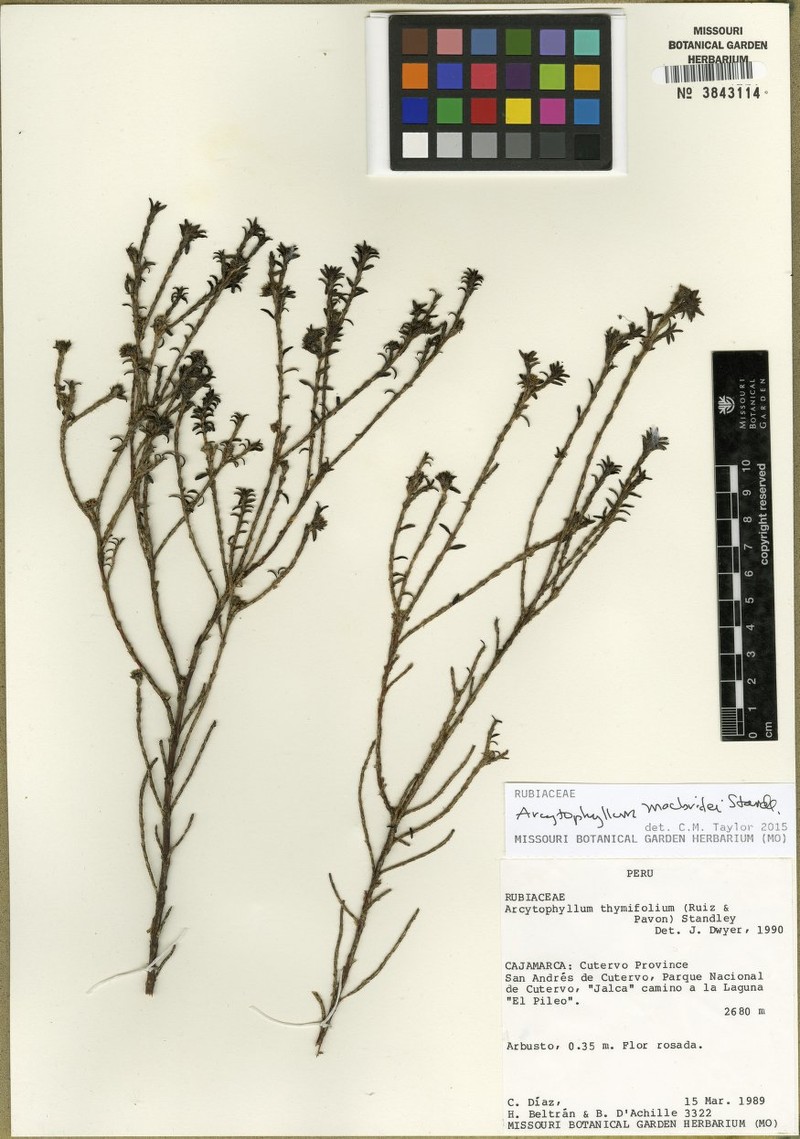 Arcytophyllum macbridei photo 2