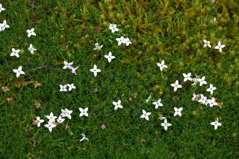 Arcytophyllum muticum