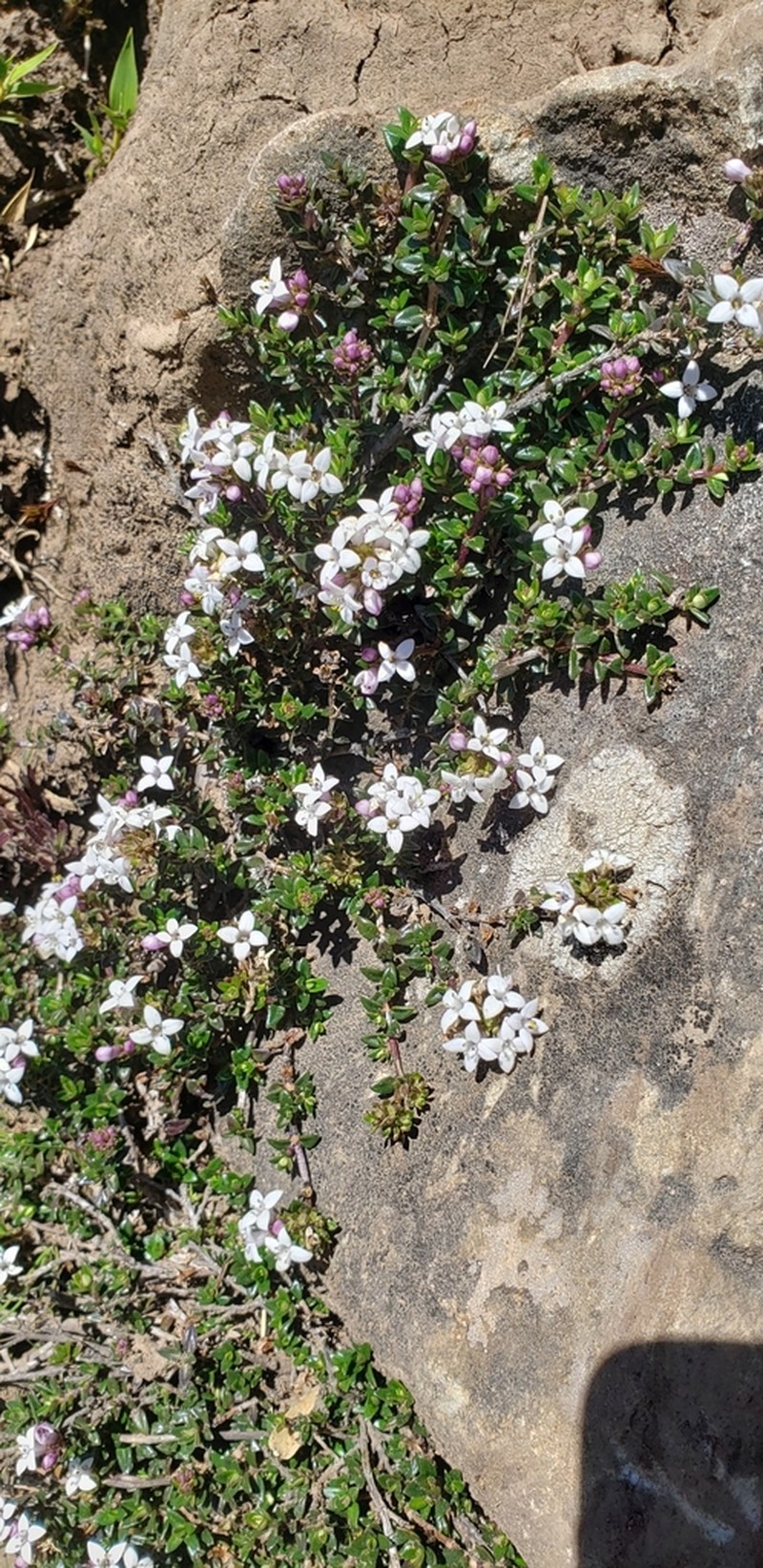 Arcytophyllum muticum photo 2