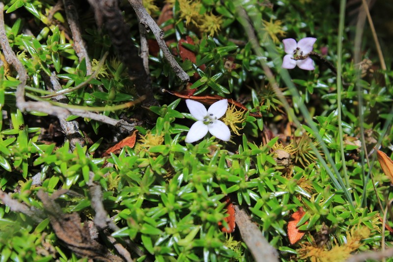 Arcytophyllum muticum photo 3