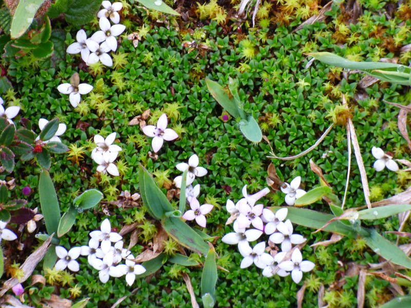 Arcytophyllum muticum photo 4