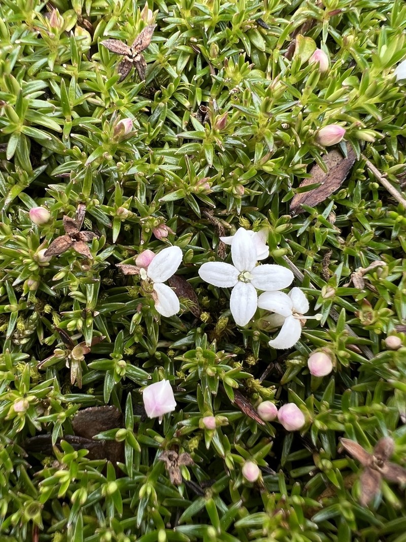 Arcytophyllum muticum photo 5