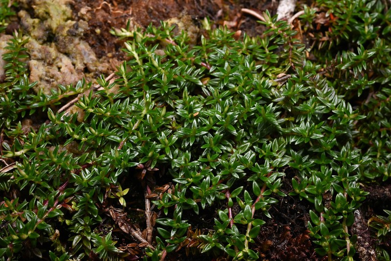 Arcytophyllum muticum photo 6