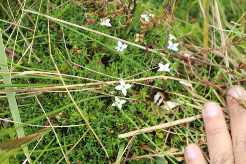 Arcytophyllum muticum photo 7