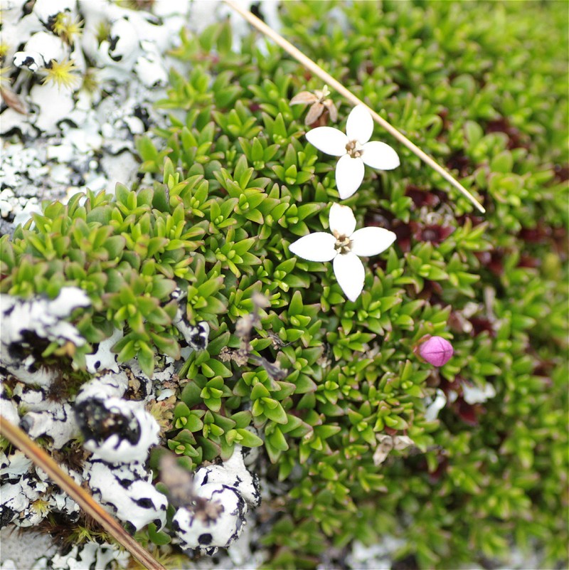Arcytophyllum muticum photo 8