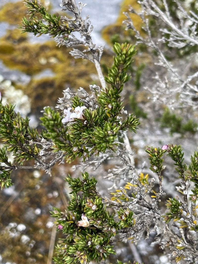 Arcytophyllum nitidum