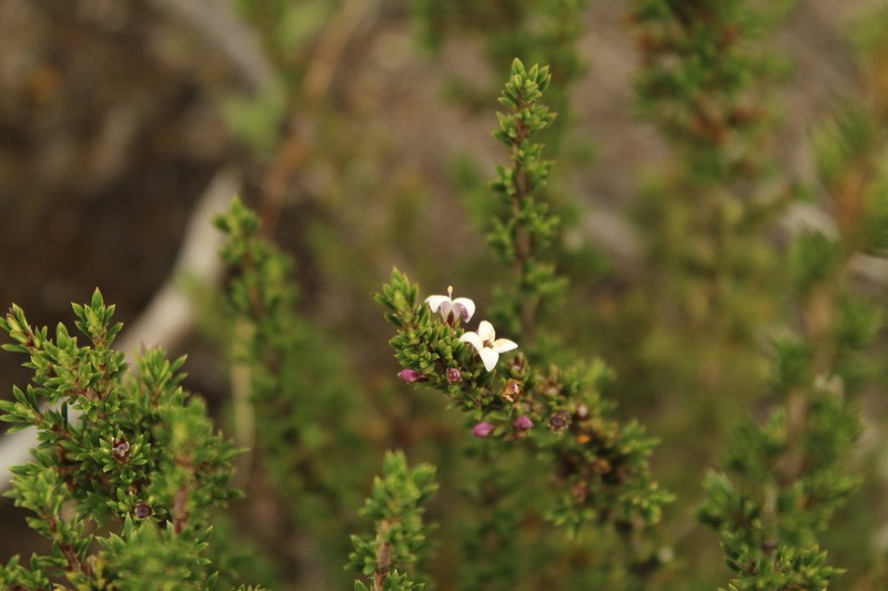 Arcytophyllum nitidum photo 2