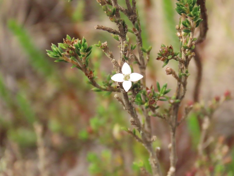 Arcytophyllum nitidum photo 3