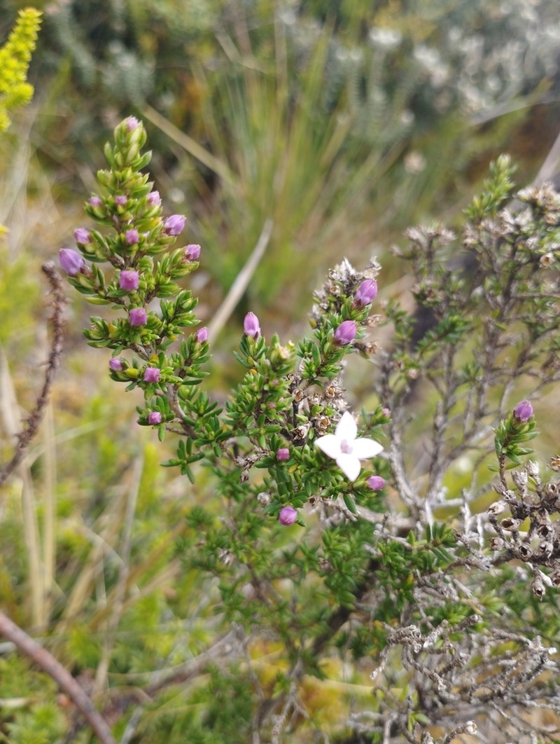 Arcytophyllum nitidum photo 4