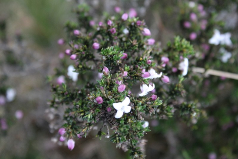 Arcytophyllum nitidum photo 5