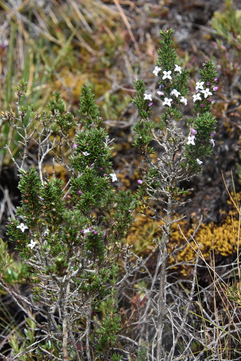 Arcytophyllum nitidum photo 6