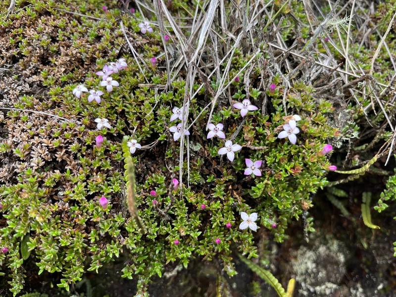 Arcytophyllum nitidum photo 7