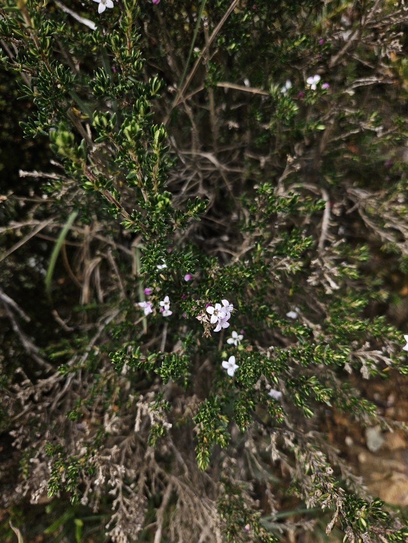 Arcytophyllum nitidum photo 8