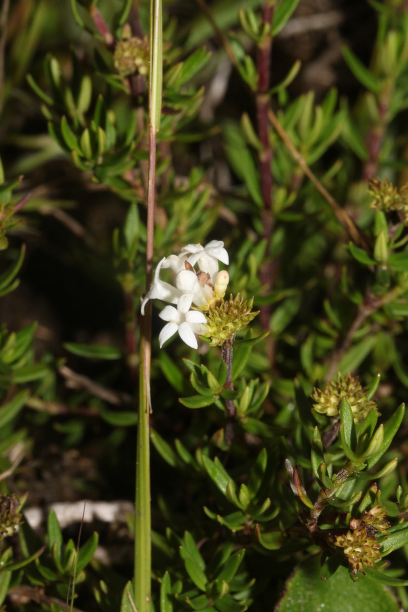 Arcytophyllum peruvianum