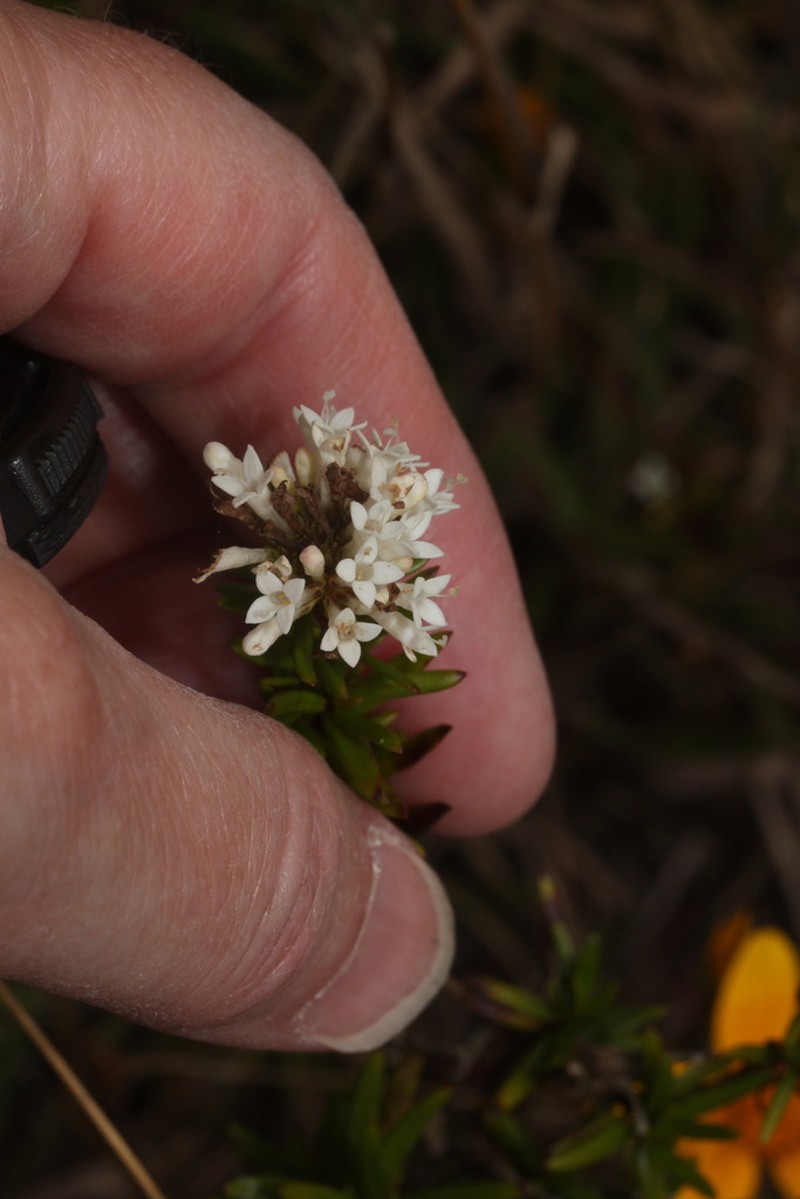 Arcytophyllum peruvianum photo 2