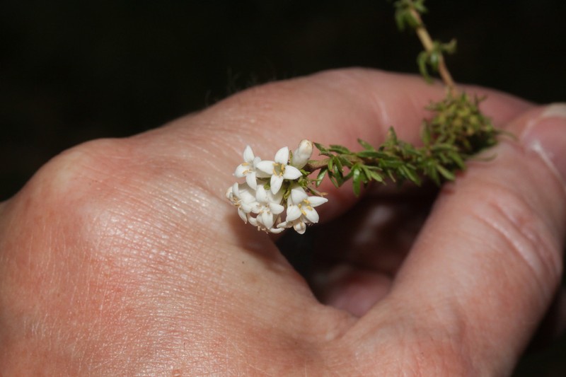 Arcytophyllum peruvianum photo 3
