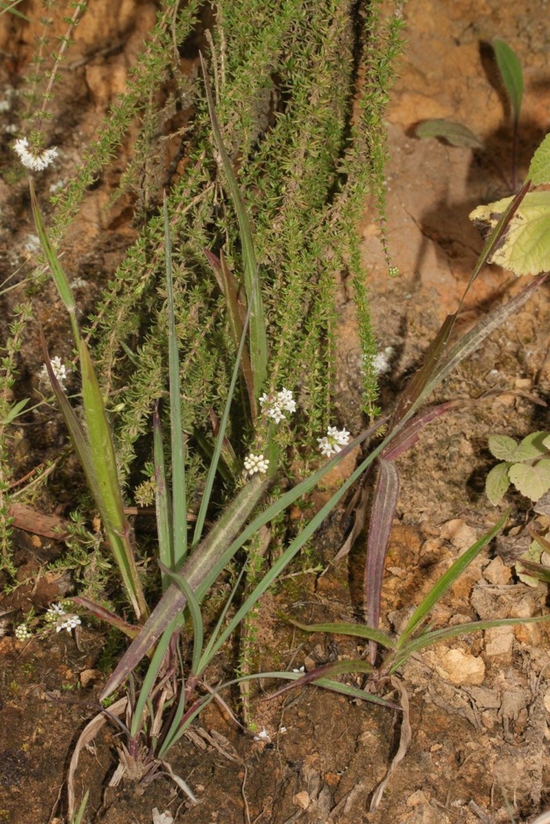 Arcytophyllum peruvianum photo 4