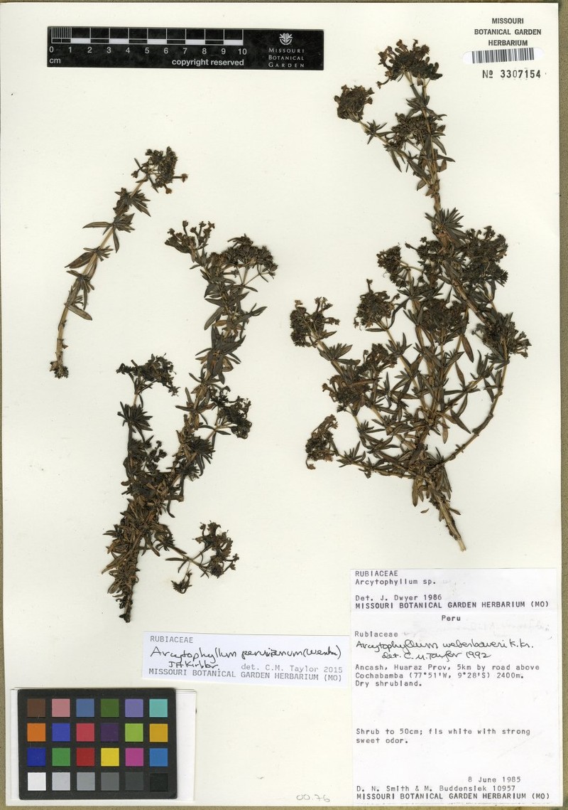 Arcytophyllum peruvianum photo 5