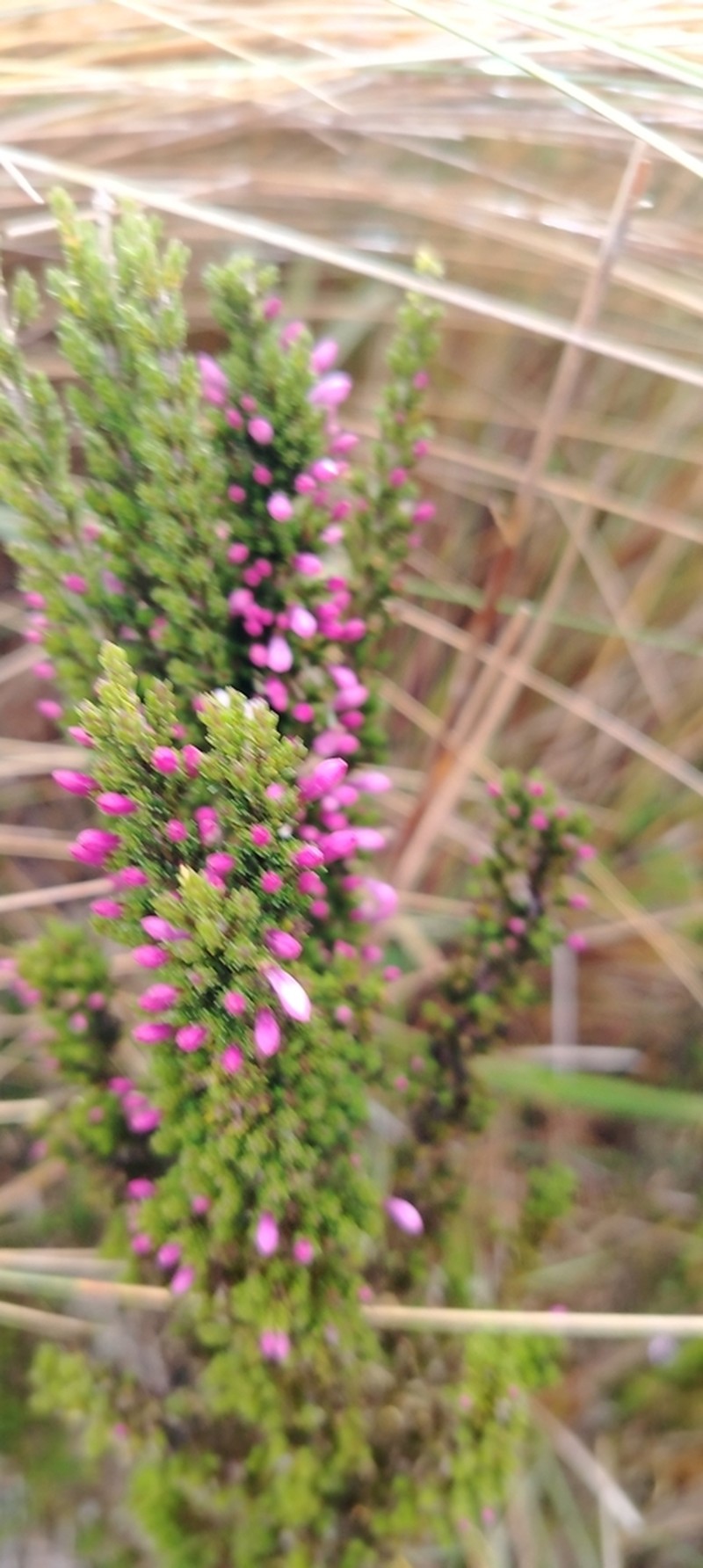 Arcytophyllum rivetii