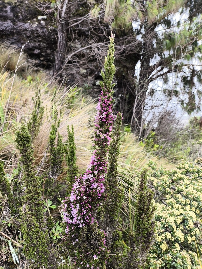 Arcytophyllum rivetii photo 2