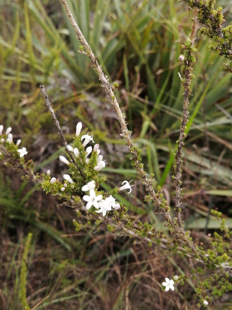 Arcytophyllum rivetii photo 3