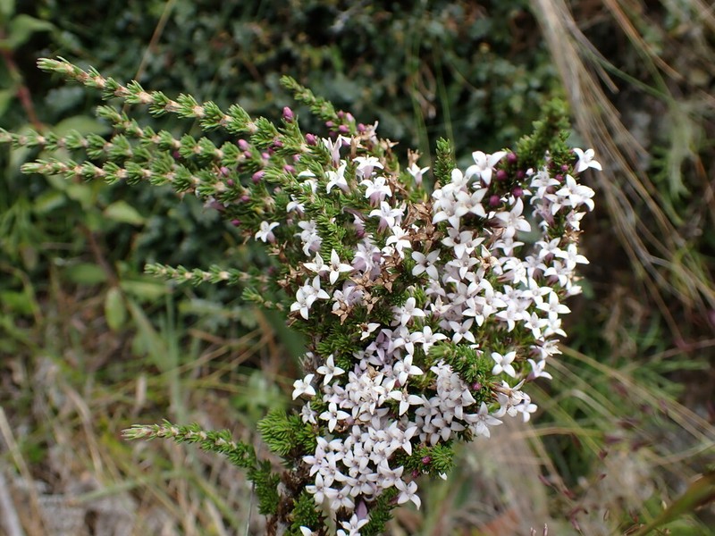 Arcytophyllum rivetii photo 4