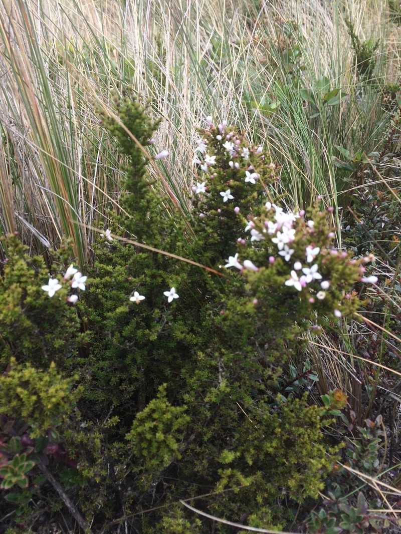 Arcytophyllum rivetii photo 5