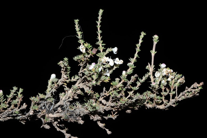 Arcytophyllum rivetii photo 6