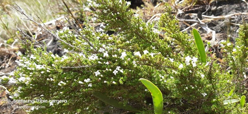 Arcytophyllum rivetii photo 7