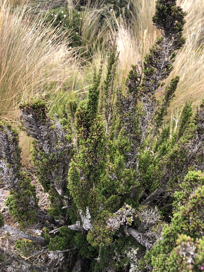 Arcytophyllum rivetii photo 8